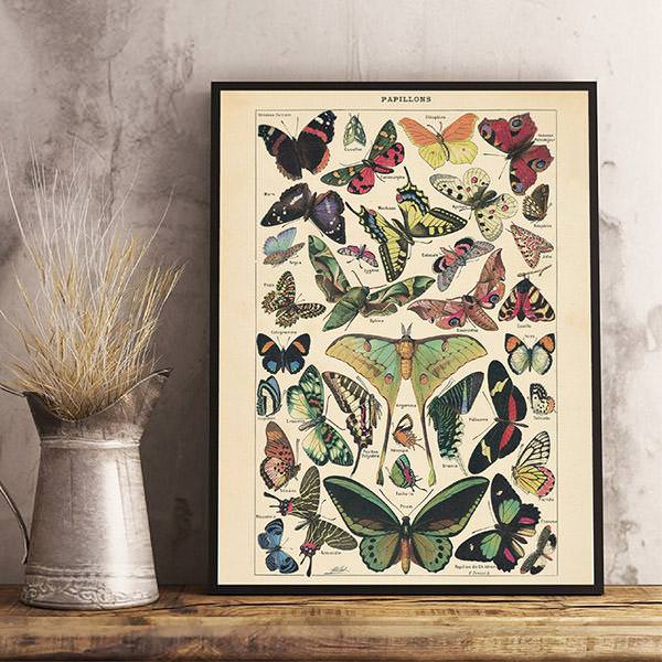 Affiche vintage papillon