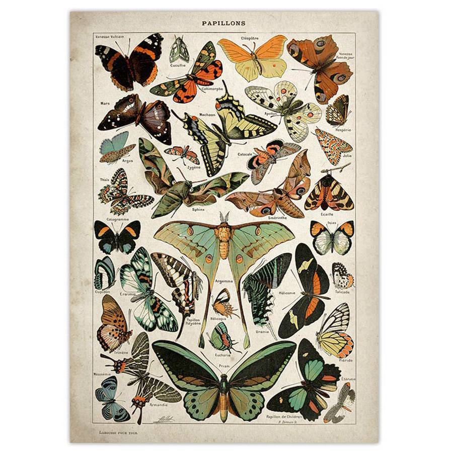 Affiche vintage papillon